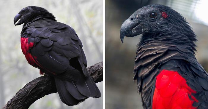 Les « perroquets Dracula » existent et sont probablement les oiseaux les plus gothiques sur Terre