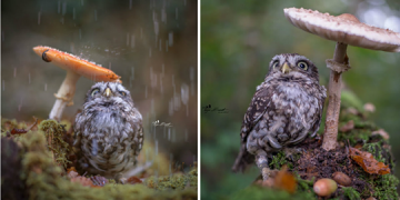 Une photographe a saisit le moment où un petit hibou se protège de la pluie sous un champignon