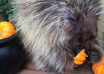 Teddy Bear, le porc-épic qui parle, bavarde en dévorant sa citrouille d&rsquo;Halloween