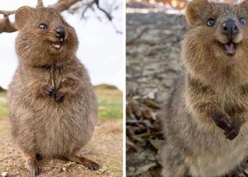 Les quokkas sont « l&rsquo;animal le plus heureux du monde » et nous en avons la preuve