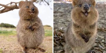 Les quokkas sont « l&rsquo;animal le plus heureux du monde » et nous en avons la preuve
