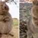 Les quokkas sont « l&rsquo;animal le plus heureux du monde » et nous en avons la preuve