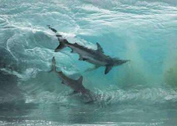 Photo incroyable de deux requins dans une vague prise par un photographe australien