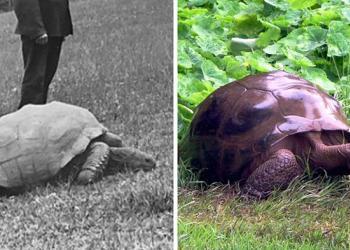 Voici Jonathan, la tortue de 193 ans photographiée en 1886 et aujourd&rsquo;hui
