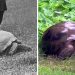 Voici Jonathan, la tortue de 193 ans photographiée en 1886 et aujourd&rsquo;hui