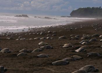 70 000 tortues marines en voie de disparition ont déposé leurs œufs sur des plages vides pendant la quarantaine