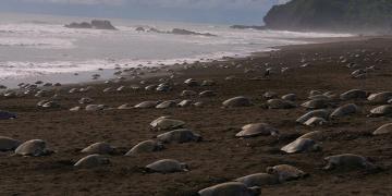 70 000 tortues marines en voie de disparition ont déposé leurs œufs sur des plages vides pendant la quarantaine