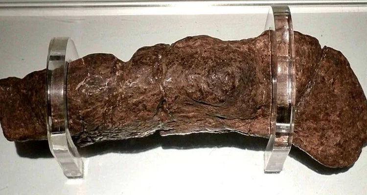 Le plus gros étron humain fossilisé jamais trouvé provient d&rsquo;un Viking malade