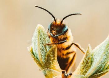Les abeilles adorent le cannabis et cela pourrait aider à restaurer les populations d&rsquo;abeilles