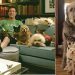 Un homme adopte tous les animaux âgés et négligés d’un refuge