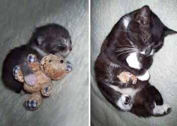 22 photos avant-après d&rsquo;animaux domestiques grandissant avec leurs jouets préférés