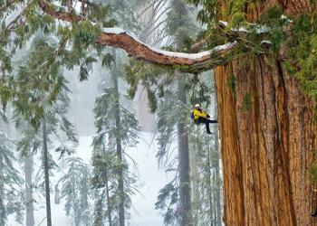 Personne n&rsquo;avait encore réussi à capturer en une seule image cet arbre vieux de 3200 ans – jusqu&rsquo;à présent