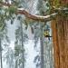 Personne n’avait encore réussi à capturer en une seule image cet arbre vieux de 3200 ans – jusqu’à présent