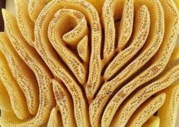 L&rsquo;œuvre d&rsquo;art des abeilles peut être absolument stupéfiante