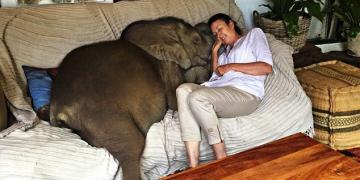Un bébé éléphant ne peut pas s’empêcher de suivre sa sauveteuse après avoir été sauvé de la mort