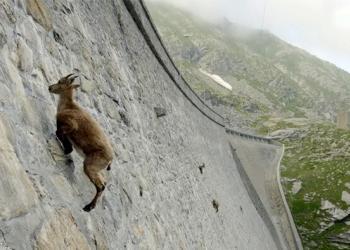 L&rsquo;incroyable bouquetin des Alpes défie la gravité et grimpe un barrage (vidéo)