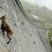L&rsquo;incroyable bouquetin des Alpes défie la gravité et grimpe un barrage (vidéo)