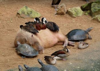 15 photos prouvent que le capybara peut se lier d&rsquo;amitié avec toutes les autres espèces