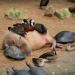 15 photos prouvent que le capybara peut se lier d&rsquo;amitié avec toutes les autres espèces