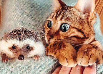 Les gens adorent les aventures de ce hérisson et de son meilleur ami bengal (30 photos)