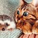 Les gens adorent les aventures de ce hérisson et de son meilleur ami bengal (30 photos)