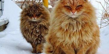 Les chats des forêts norvégiennes : Les animaux de compagnie des Vikings