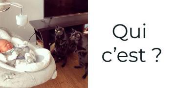 31 fois où les chats nous ont fait craquer