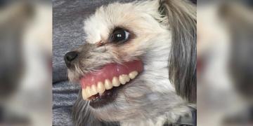 Un homme perd son dentier, regarde sous la table et voit un chien avec un sourire tout neuf