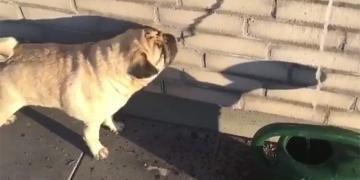 Voici la preuve que les chiens ont parfois besoin de notre aide.
