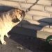 Voici la preuve que les chiens ont parfois besoin de notre aide.