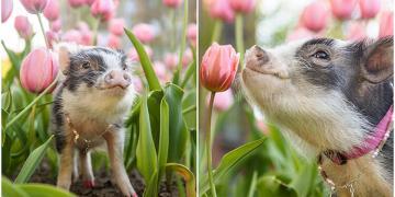Voici un cochon dans des tulipes roses, pour illuminer votre journée