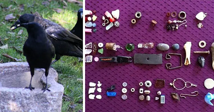 Des corbeaux apportent des cadeaux à une fillette de 8 ans qui les nourrit depuis 4 ans