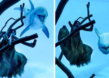 Ces dauphins ont perdu la tête de joie à la vue d&rsquo;un paresseux