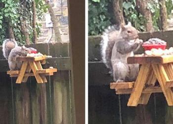Un homme construit une adorable petite table de pique-nique pour les écureuils dans son jardin
