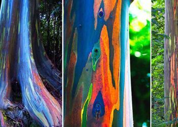 L&rsquo;eucalyptus arc-en-ciel : Le plus bel arbre du monde