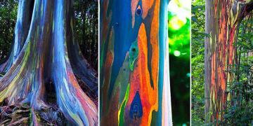 L’eucalyptus arc-en-ciel : Le plus bel arbre du monde