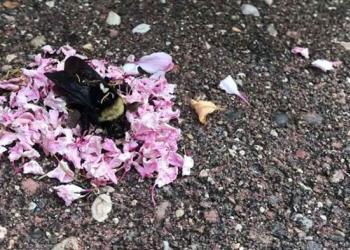 Des fourmis apportent des pétales de fleurs pour couvrir un bourdon mort et donner à l&rsquo;abeille un « enterrement »