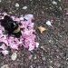 Des fourmis apportent des pétales de fleurs pour couvrir un bourdon mort et donner à l&rsquo;abeille un « enterrement »