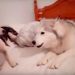 Deux huskys se disputent et font se plier de rire internet quand ils se « réconcilient »