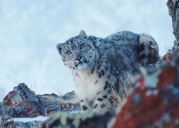Le léopard des neiges, une espèce menacée, réapparaît. Sans les humains, il se sentait confiant