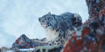 Le léopard des neiges, une espèce menacée, réapparaît. Sans les humains, il se sentait confiant