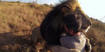 Cet homme est l&rsquo;ami des lions et il n&rsquo;hésite pas à les serrer dans ses bras dans cette vidéo impressionnante