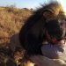 Cet homme est l&rsquo;ami des lions et il n&rsquo;hésite pas à les serrer dans ses bras dans cette vidéo impressionnante