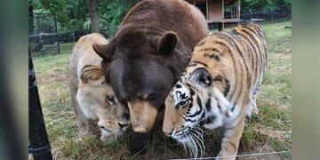 Un lion, un tigre et un ours deviennent des amis pour la vie après avoir été sauvés quand ils étaient bébés.