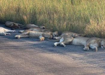 Des lions font la sieste sur la route pendant le confinement de l&rsquo;Afrique du Sud