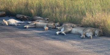 Des lions font la sieste sur la route pendant le confinement de l&rsquo;Afrique du Sud