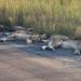 Des lions font la sieste sur la route pendant le confinement de l&rsquo;Afrique du Sud