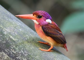 Un martin-pêcheur nain ultra rare photographié pour la toute première fois