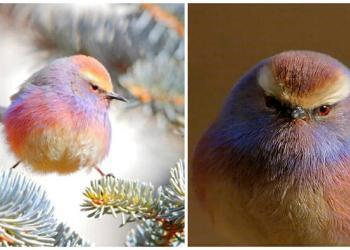 Découvrez la mésange de Sophie, l&rsquo;oiseau aux belles couleurs de l&rsquo;arc-en-ciel