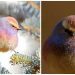 Découvrez la mésange de Sophie, l’oiseau aux belles couleurs de l’arc-en-ciel